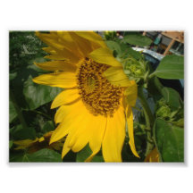 Impression couleur numérique de tournesol impressions photographiques