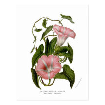 Incarnata de variétés de sepium de Calystegia Cartes Postales