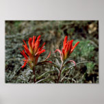 Indisch Penseel Print