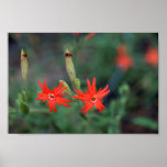 Indisch Roze Poster