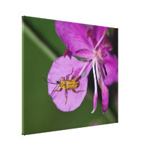 Insect op Wilgeroosje; Geen Tekst Canvas Prints