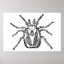Insecte Affiche