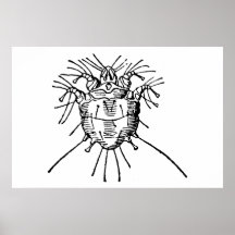 Insecte Affiches