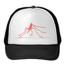 insecte casquettes