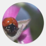 Insecte de coccinelle autocollant