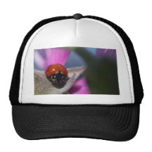 Insecte de coccinelle casquette de camionneur