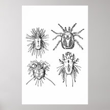 Insecte Poster