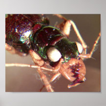Insecte Posters