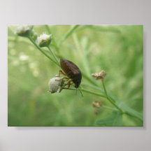Insecte sur la fleur posters