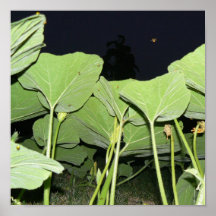 INSECTEN EN DE BLADEREN VAN DE POMPOEN BIJ NACHT PLAAT