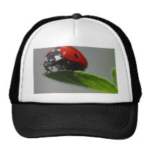 Insectes de coccinelles casquette de camionneur