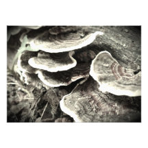 Invitation de champignon d'arbre