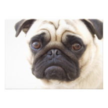 Invitation de chien de carlin