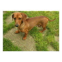 Invitation de chien de Daschund