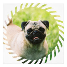 Invitation de chiot de carlin