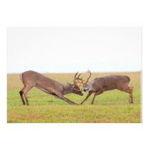 Invitation de combat de cerfs communs