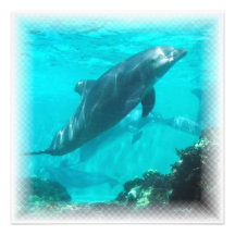 Invitation de dauphin de natation