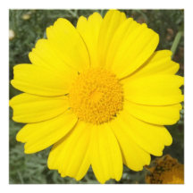 Invitation de marguerite/carte jaunes, personnalis