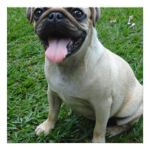 Invitation de photo de chien de carlin