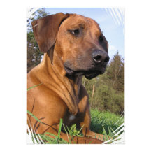 Invitation de photo de chien de Weimaraner