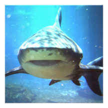Invitation de photo de requin