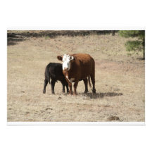 Invitation de vache et de bébé