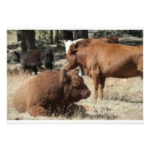 Invitation de vache et de Taureau