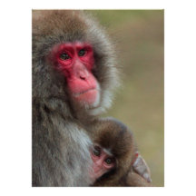 Invitation japonaise de singes de Macaque