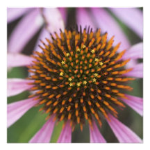 Invitations de photo de Coneflower