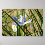 Iris de ressort posters