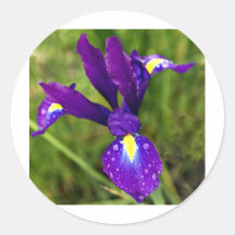 iris.jpg autocollants