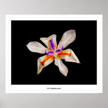 Iris (luminescent) poster
