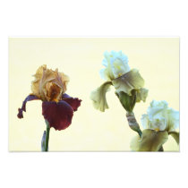 Iris photographie