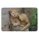 Irritant tigré rouge magnets rectangulaires