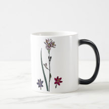 Ixia Flexuosa Mugs