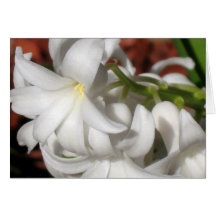 Jacinthe Cartes