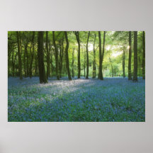 Jacinthes des bois anglaises poster