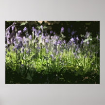 JACINTHES DES BOIS POSTERS