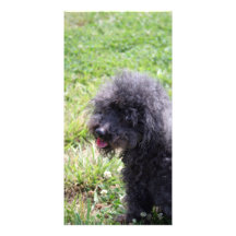 Jack T. Poodle Cartes Avec Photo