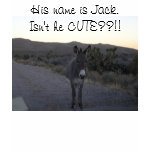 J'ai un PETIT ÂNE vraiment MIGNON !  Voulez voir…  t-shirts