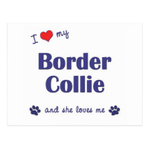 J'aime mon border collie (le chien femelle) carte postale