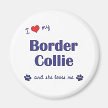 J'aime mon border collie (le chien femelle) aimants