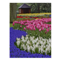 Jardin de jacinthe de raisin, de jacinthe et de tu carte postale