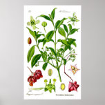 Jardin Posters