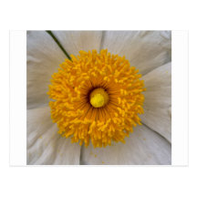 Jaune d'or cartes postales