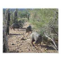 Javelina Photos