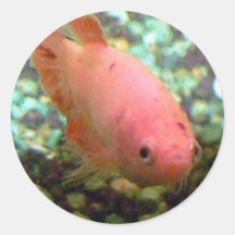 Jazzy Betta Stickers