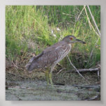 Jeugd zwart-Bekroonde nacht-Reiger Plaat