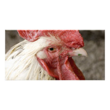 Jeune coq cartes de vœux avec photo