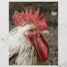 Jeune coq prospectus en couleur